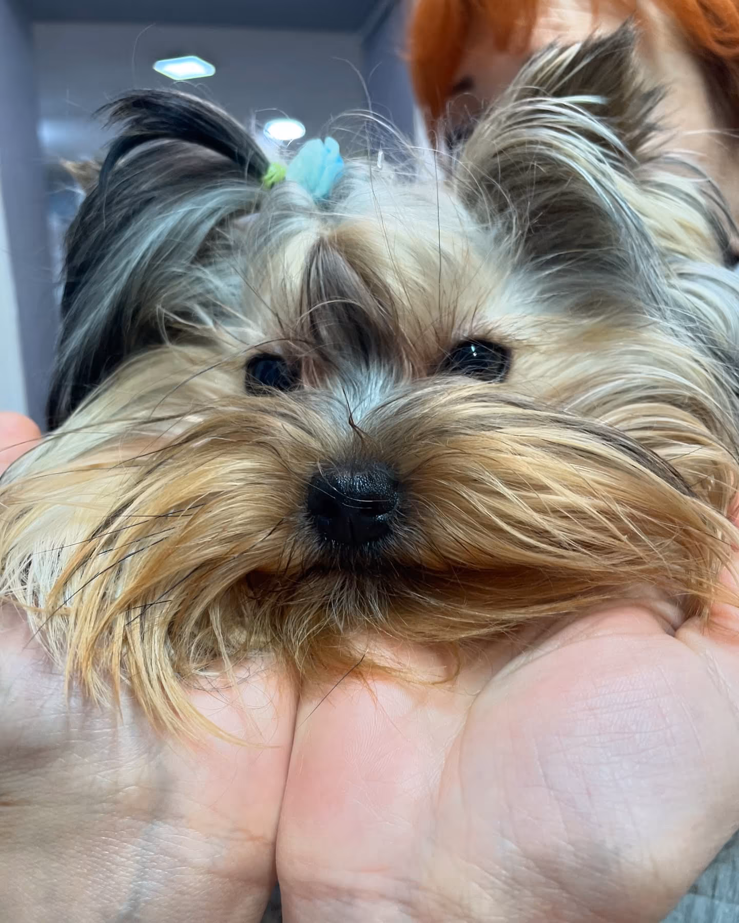 ცხოველი - Animal